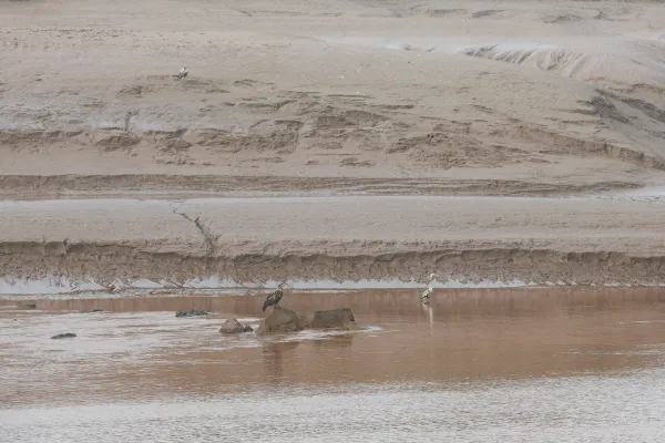 eagle and blue heron sit in petitcodiac river