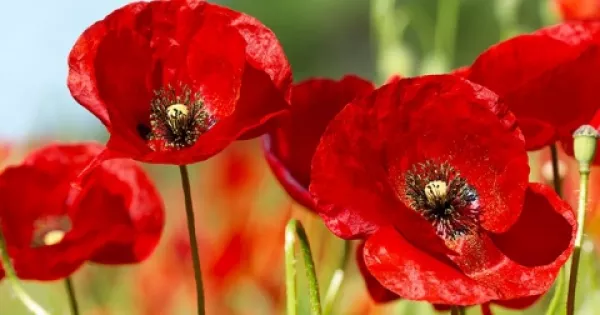 red poppies