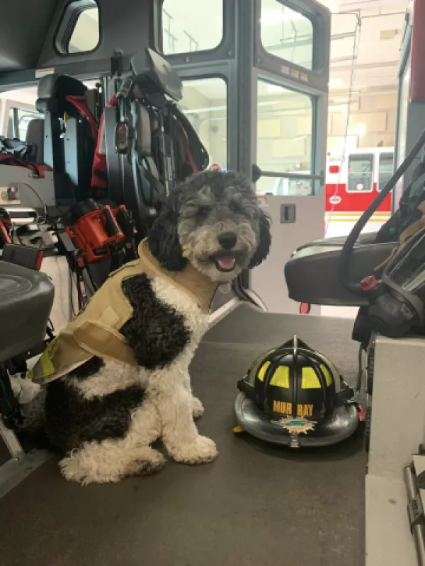 Tanker the dog in a firetruck next to fire helmet