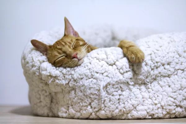 An orange cat sleeping on a white pet bed 