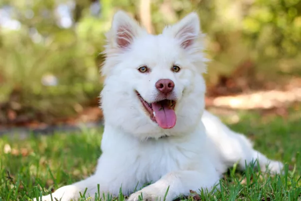 A fluffy white dog laying on grass 