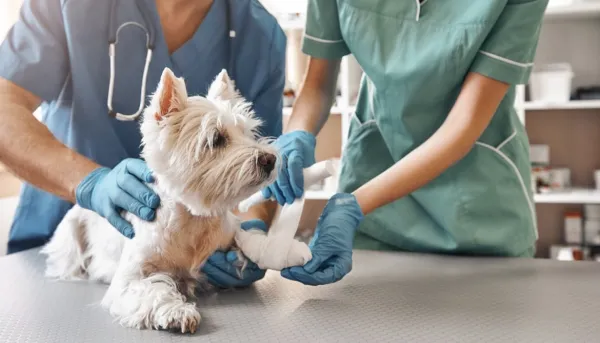 Vets tending to injured dog.