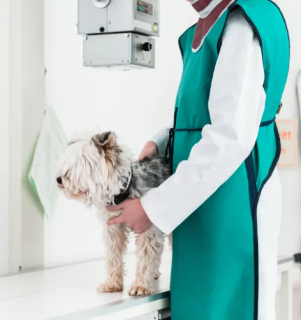 Vet Wearing Protective Equipment Tending to Dog Under Medical Machine