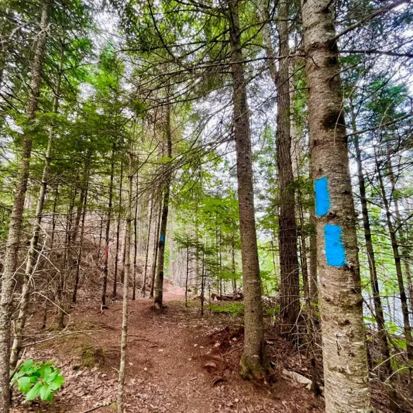 photo of a single track trail with a tree on the right-hand side marked with blue spray paint