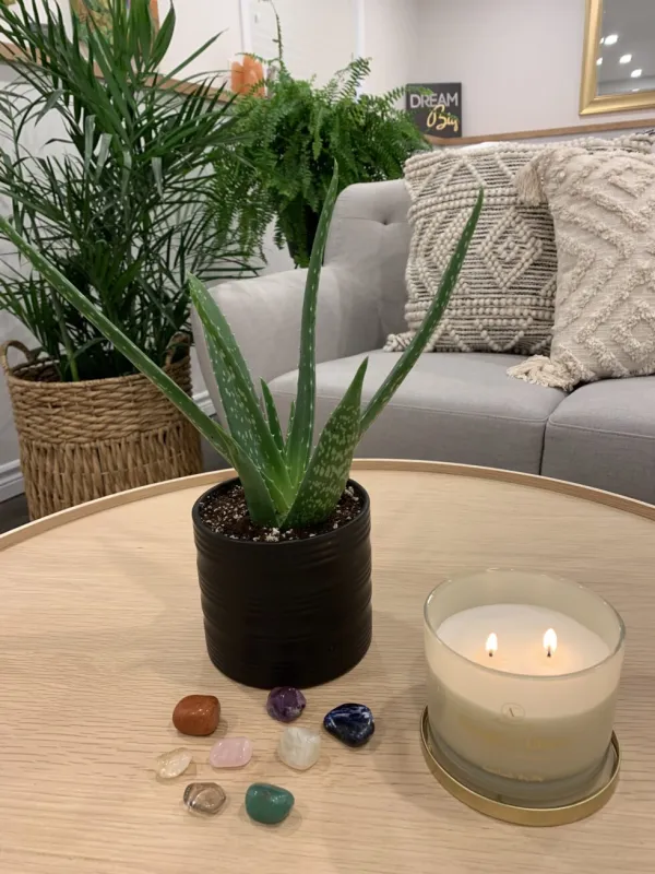 Naturopath office, couch and table with a candle, plant and crystals.