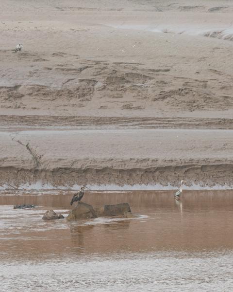 eagle and blue heron sit in petitcodiac river