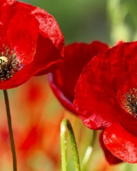 red poppies