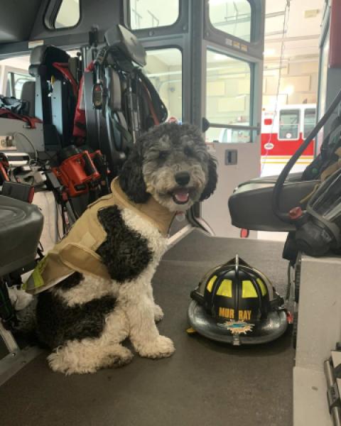 Tanker the dog in a firetruck next to fire helmet