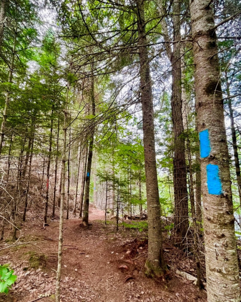 photo of a single track trail with a tree on the right-hand side marked with blue spray paint