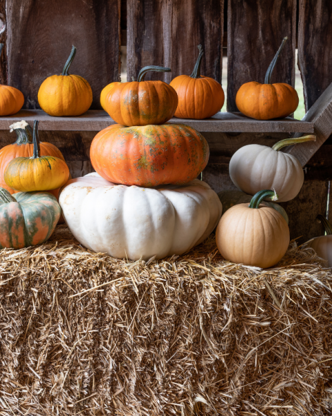 Pumpkins stacked on top of a bale of hay 