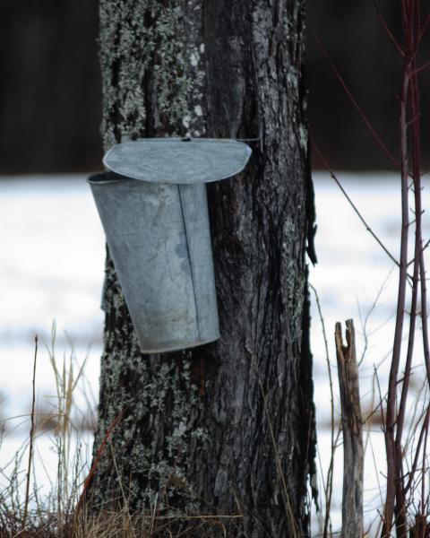 A tree with a metal bucket to collect sap attached