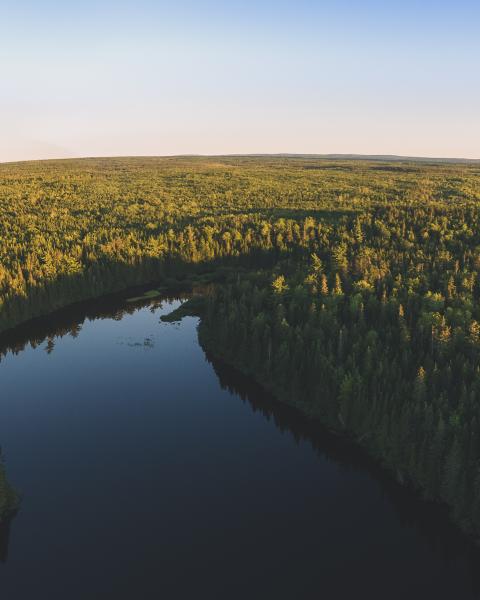 Aerial view of water and trees at sunset